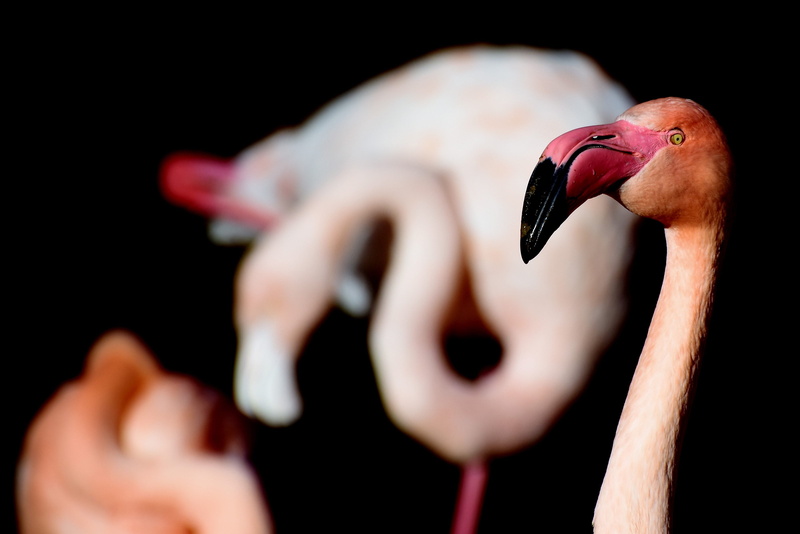 portrait, pink, water, one animal, flamingo, selective focus, close, 4K, pink color, pink flamingo, animal head, animals in the wild, animal themes, bill