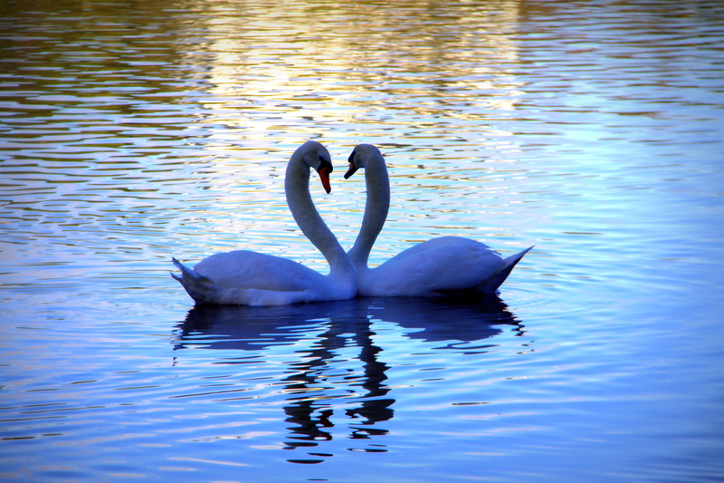love heart, Lovers, body, photo, two, bird, body of water, Harrison, Canon EOS 50D, nature, Virginia Lake, Swans, reflection, wildlife, swan, Wanganui