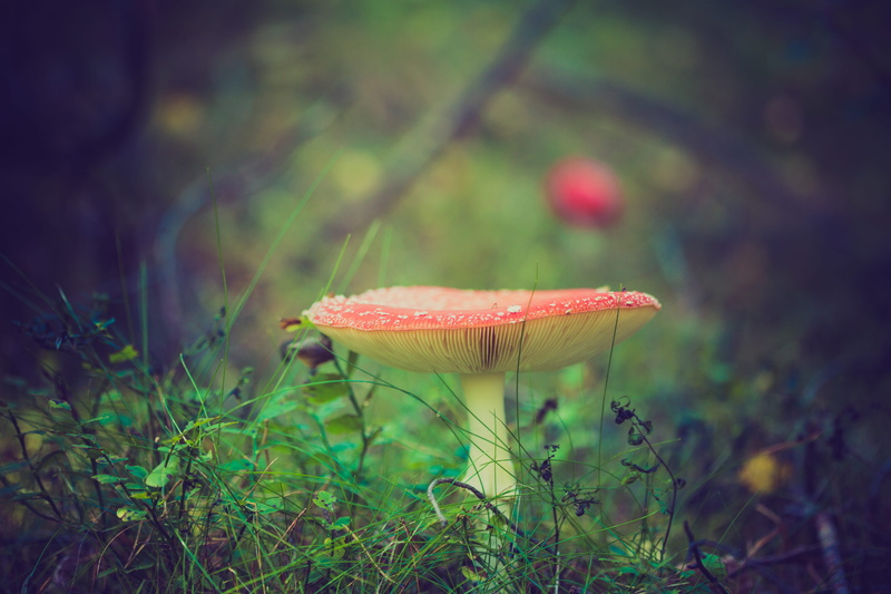 beauty in nature, growth, poisonous, day, freshness, white mushroom, macro, red, yellow, fly agaric, fungus, no people, land, plant, toadstool, fungi, round