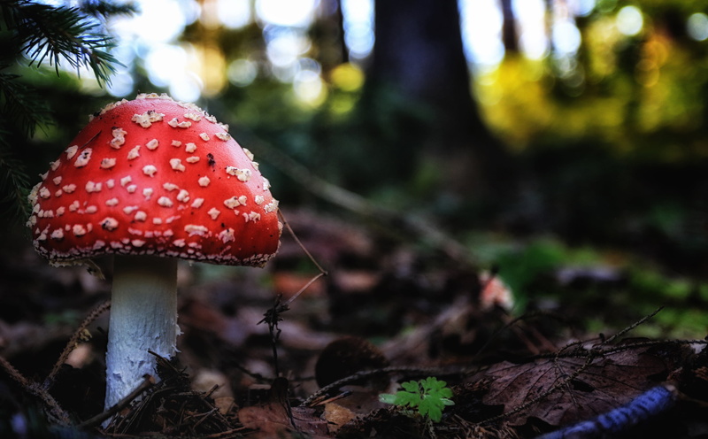 Baum, season, moss, autumn, fly Agaric Mushroom, leaf, close-up, Wald, nature, wood, plant, toxic Substance, photography, 4K, woodland, forest, toadstool