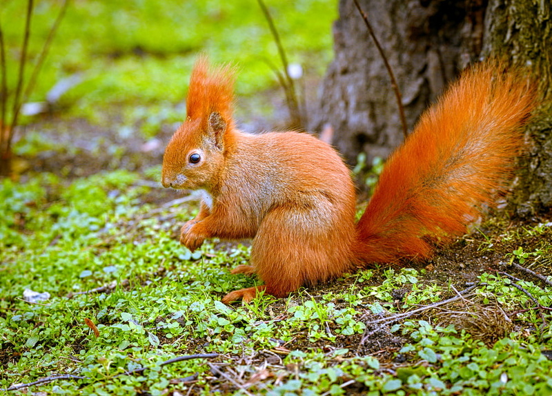 480P, near, Eurasian red squirrel, leaf, animal, tree  squirrel, brown, focus, eating, Sciurus vulgaris, forest, Wiewiórka, rodent, selective focus, cute