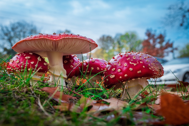 HD, field, close-up, land, plant, food, no people, poisonous, fly agaric mushroom, nature, mushroom, toadstools, red, outdoors, vegetable, fungus