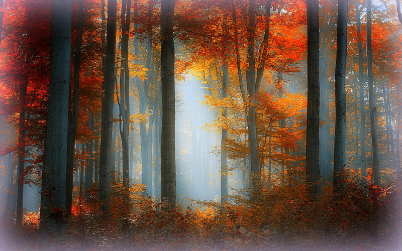 days, autumn, best, orange, forests, creative-pre--made, 2K, landscapes, beautiful, plants, trees, fall-season, photog, nature, leaves