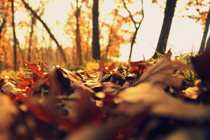 day, fall leaves, autumn collection, season, plant, 5K, maple leaf, thanksgiving border, leaves, border, gold, harvest, land, color, close-up, halloween
