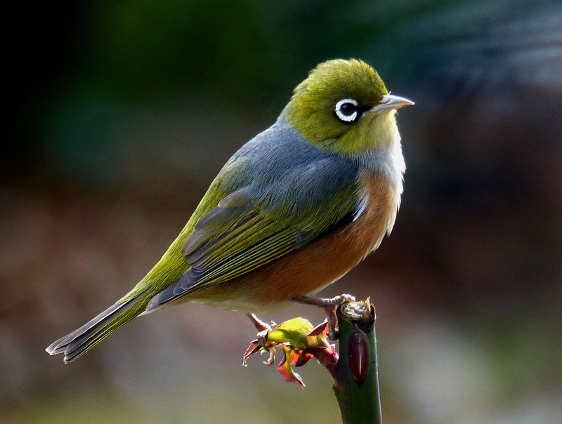 bird, photos, D O, CC0, Nature, outdoors, flickr, green, Geo-Tagged, animals In The Wild, Silvereye, O F, grey, Public Domain, Best, Feathers, branch, bokeh
