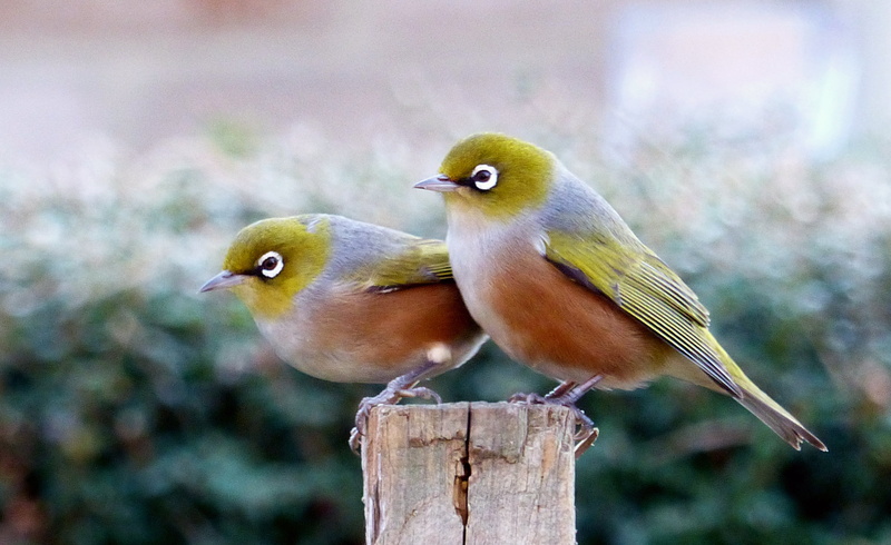 super, birds, bird, flickr, two, 2K, O F, orange, Creatures, wildlife, D O, Silvereye, grey, Best, zoom, nature, yellow birds, animals In The Wild, pair