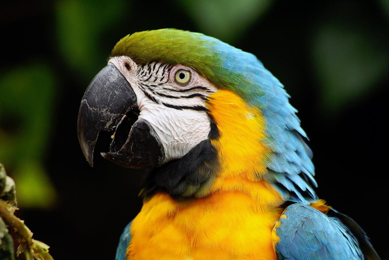 720P, beak, blue, parrot, macao, Parrots, macaw, bird, animal, gold And Blue Macaw, multi Colored, pets, yellow, colchester  zoo, nature, birds, blue sapphire