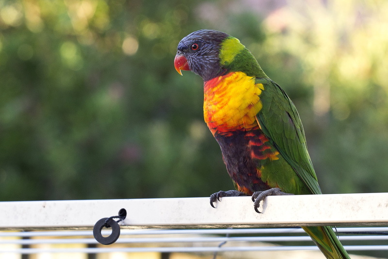 animals in the wild, parrot, close-up, beak, wildlife, focus on foreground, animal, perching, animal wildlife, australia, red, multi Colored, blue, colour