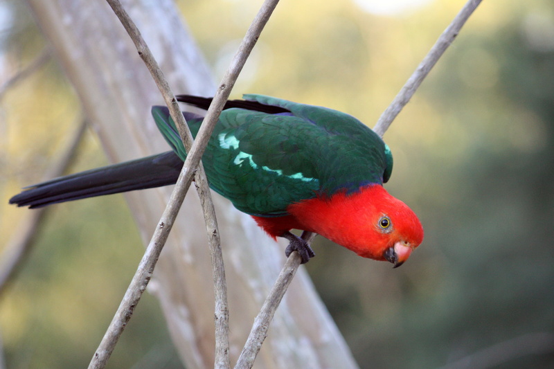 tree, day, full length, tropical bird, shallow, beak, perching, beauty in nature, exotic, male, nature, parrot, king parrot, animals in the wild, green