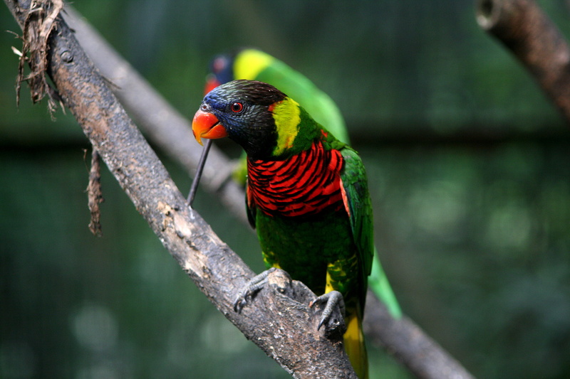 black, feather, black parrot, bird, malaysia, parrot, red, tree, green, 2K, field, multi Colored, kl bird park, kuala lumpur, beak, green Color, tree branch