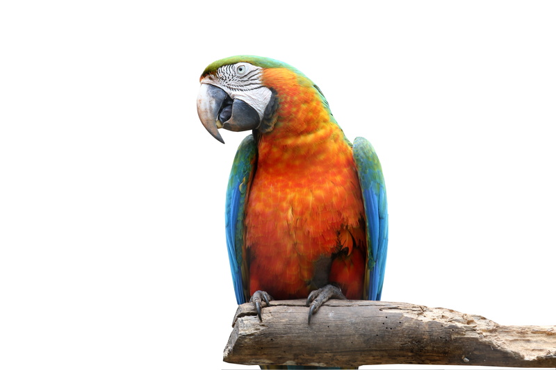 copy space, bird, on the branch, 5K, beauty in nature, perching, day, yellow, nature, wildlife, clear sky, orange, blue, arara canindé, colorful, parrot