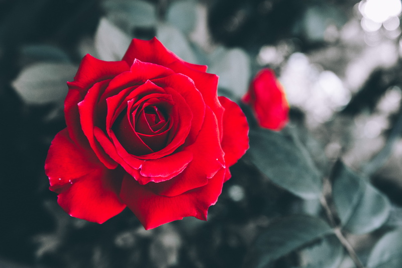valentine, no people, growth, background, freshness, bouquet, backdrop, contract, sad, outdoors, red, flower head, focus on foreground, vulnerability