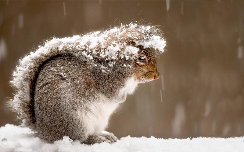 animal wildlife, animals in the wild, vertebrate, animal hair, winter, mammal, no people, covered, one animal, animals, squirrel, photography, blizzard