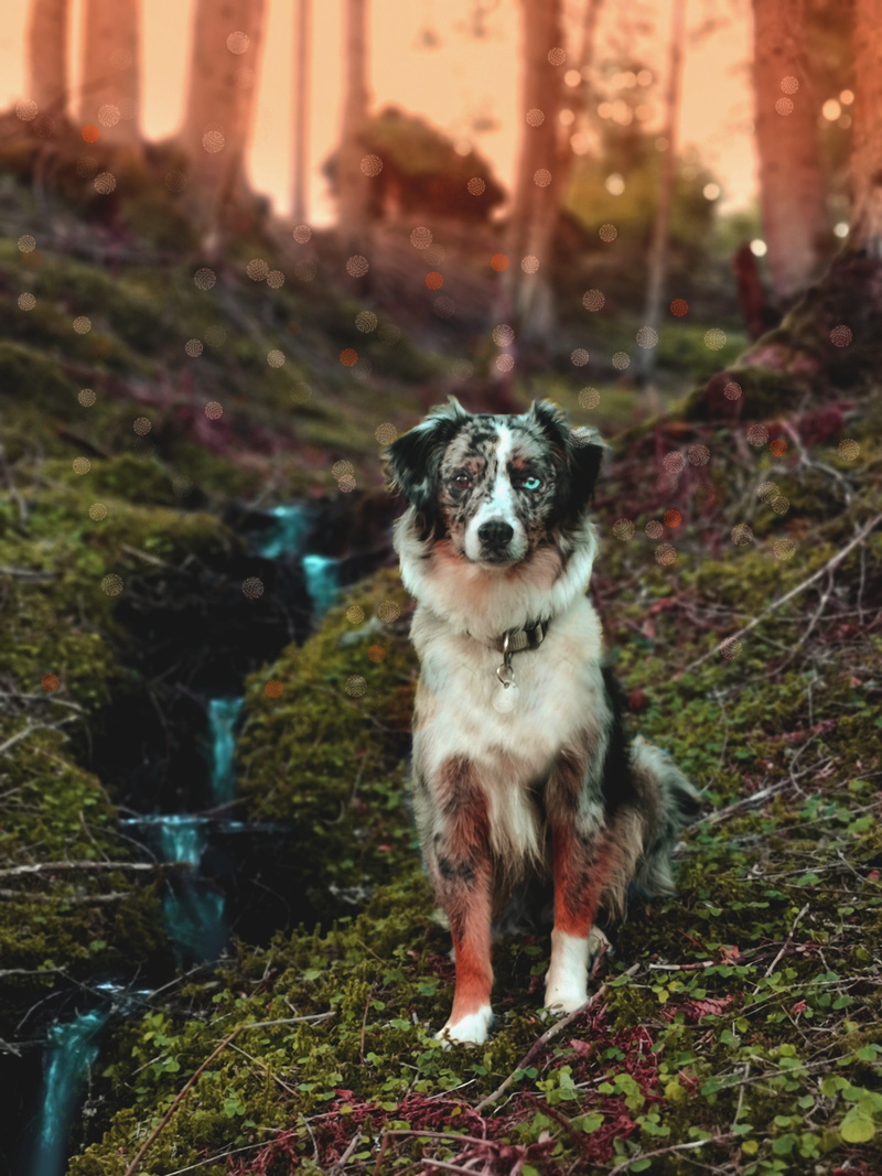 blue merle, mystical, no people, mammal, bach, portrait, pets, animal themes, dog, domestic, vertebrate, 4K, land, field, small, day, looking at camera