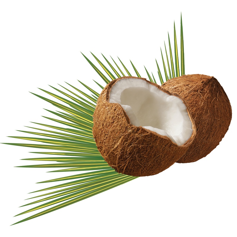 shell, close-up, leaves background, 2K, tropical, green color, copy space, white background, branch, exotic, summer, growth, lush, white, nut, palm leaf