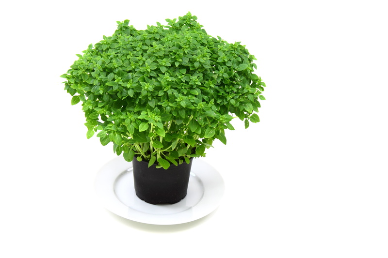mint leaf - culinary, black, healthy Eating, 4K, food And Drink, green Color, nature, green plant, copy space, vegetable, food, freshness, plant, organic