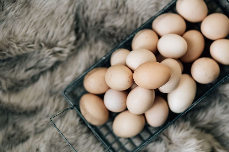 food and drink, natural, organic, large group of objects, cultures, close-up, animal, vertebrate, farm, mesh, no people, food, selective focus, freshness