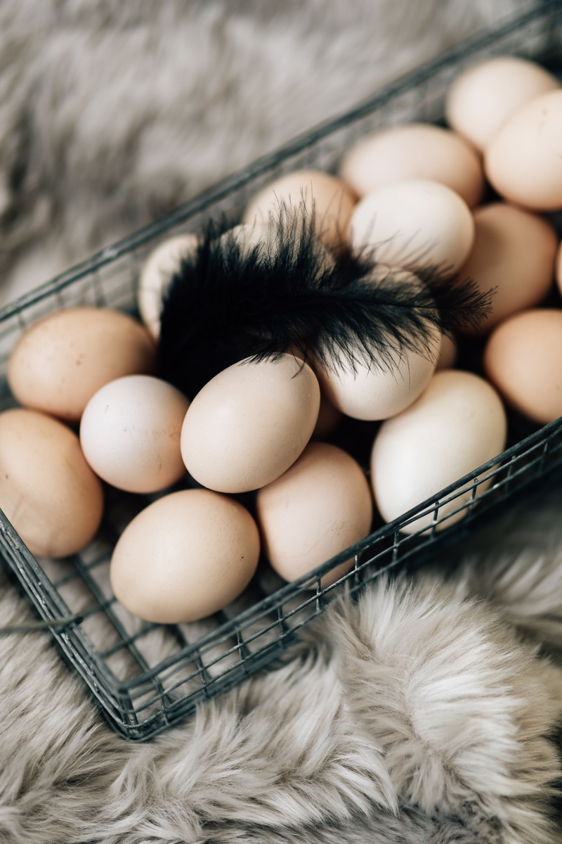 animal, basket, farm, wellbeing, fragility, freshness, animal Egg, high angle view, protein, bird, Wire mesh, still life, organic, close-up, food And Drink
