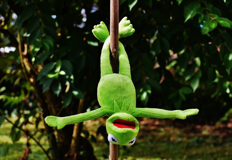 plant, no people, stuffed animal, kermit frog, toy, plant part, green, nature, growth, stick, toys, cute, frogs, green color, day, flower, food and drink