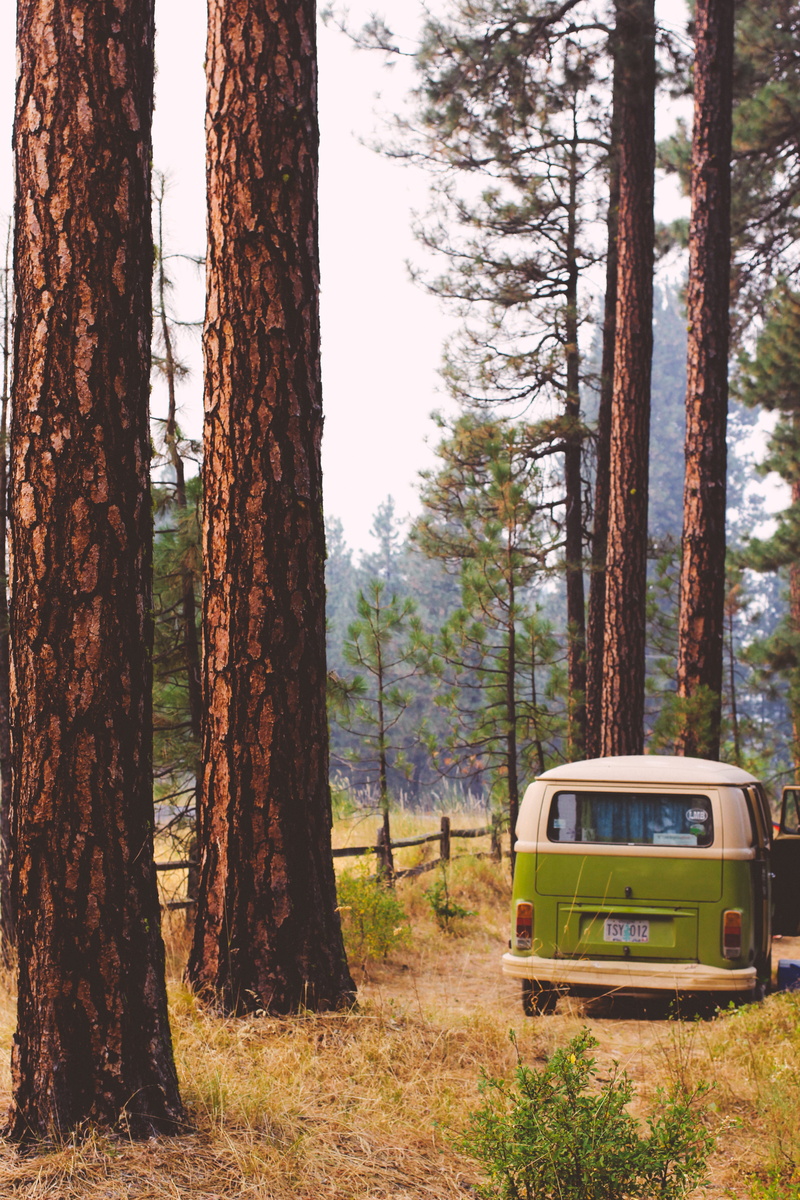 trunk, motor vehicle, landscape, forest, needle, daytime, van, wild, volkswagen, tree, field, camp, wood, day, woodland, bark, 5K, green, offroad, trees