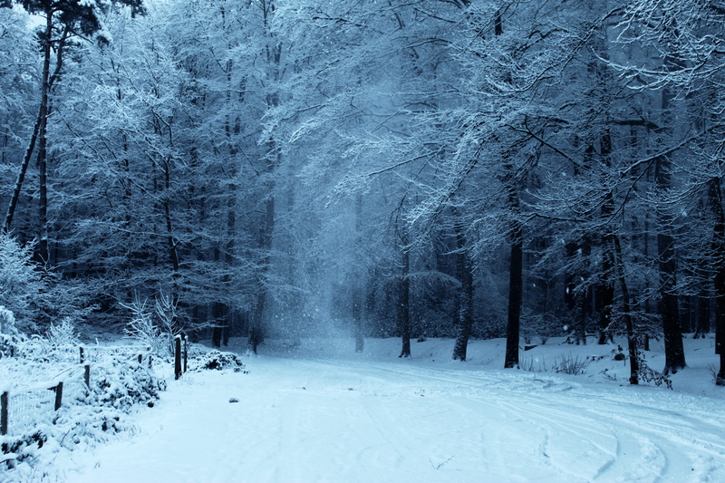 snow, weather, ice, beauty in nature, winter, white color, tranquil scene, scenics - nature, non-urban scene, transportation, outdoors, environment, woods