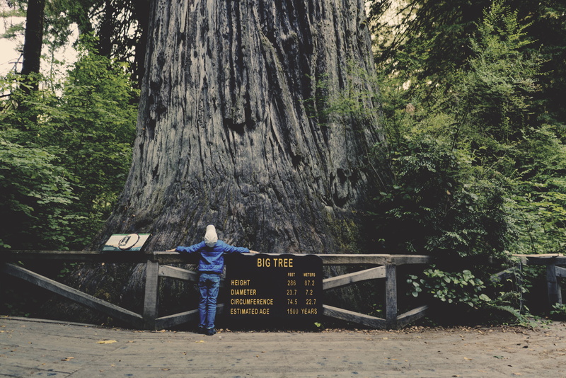 national, big, trunk, lifestyles, redwood, land, klamath, growth, full length, human, plant, tree trunk, standing, day, human arm, sequoia, forest, one person