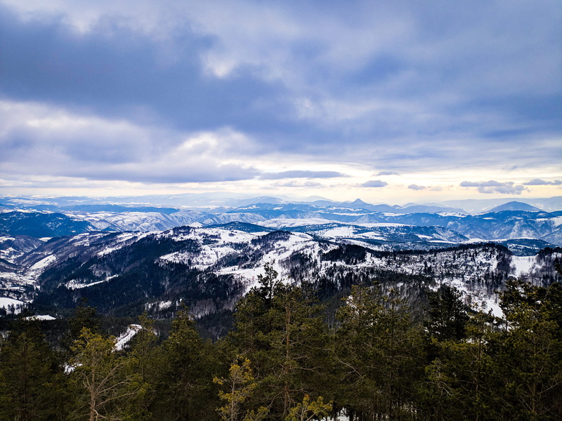 pine tree, forest, landscape, afternoon, tree, snowcapped mountain, high post, slope, coniferous tree, snow, winter, mountain, environment, scenery, fir