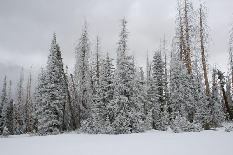 vegetation, landscape, pine tree, sky, conifer, tranquility, pine, covered, cloud - sky, beauty in nature, land, snowing, grey, tranquil scene, pine woodland