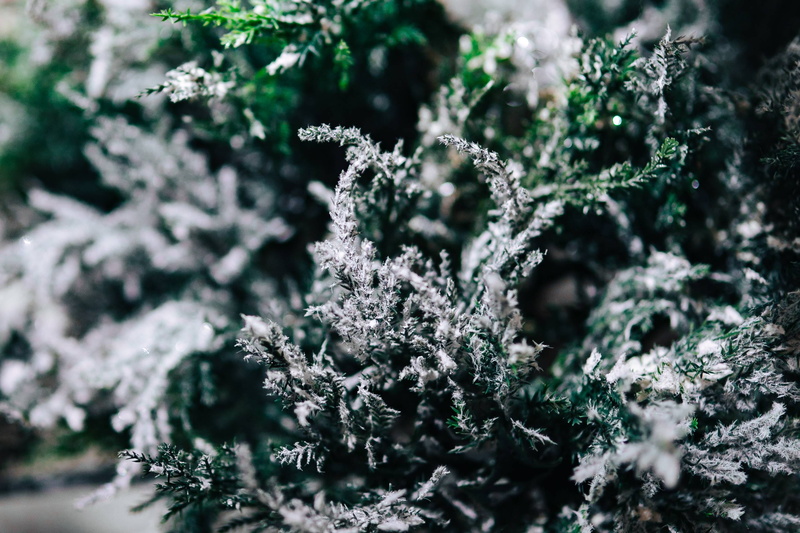 cold, tree, plant, trees, ice, frost, ups, cold temperature, lichen, beauty in nature, frozen, close, tranquility, evergreen Tree, winter, 2K, cold - Temperature