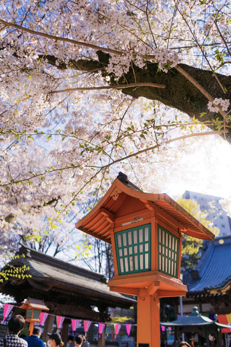 outdoors, sakura, branch, architecture, worship, blossom, shrine, tree, nature, temple, cherry blossom, fragility, place of worship, plant, human, japan