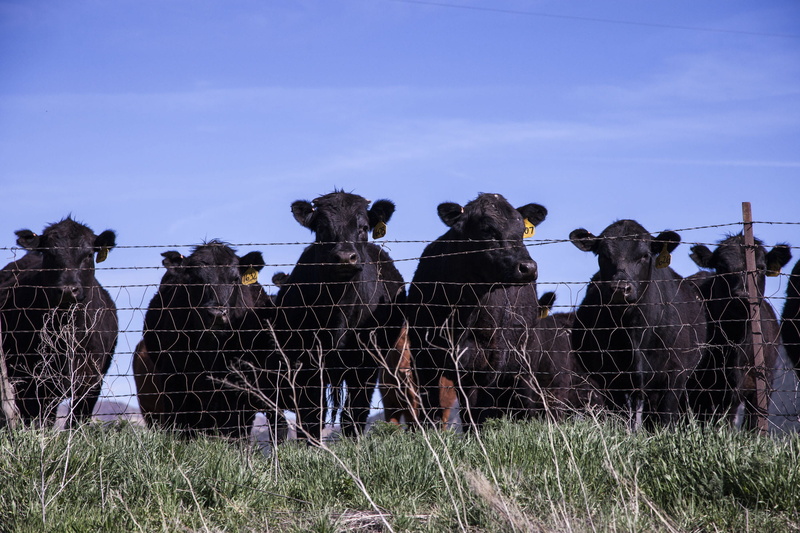 grass, field, group, barrier, animal, land, group of animals, daylight, sky, cows, day, cattle, pets, agriculture, farm, herbivorous, farmland, livestock