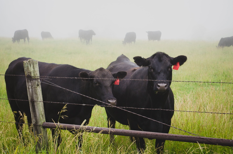 boundary, green, mammal, no people, rural Scene, outdoors, black, day, meadow, jersey, cow, livestock, barrier, two, agriculture, herd, field, fence, herbivorous