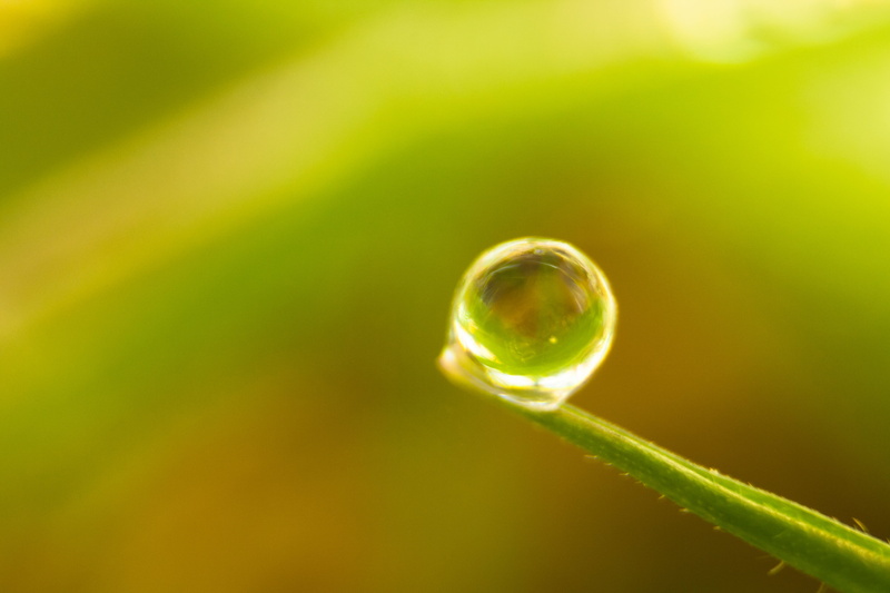 nature, United Kingdom, Balancing Act, environment, water, raindrop, plants, macro photography, rain, photography, plant, close, drop, close-up, leaf, green Color