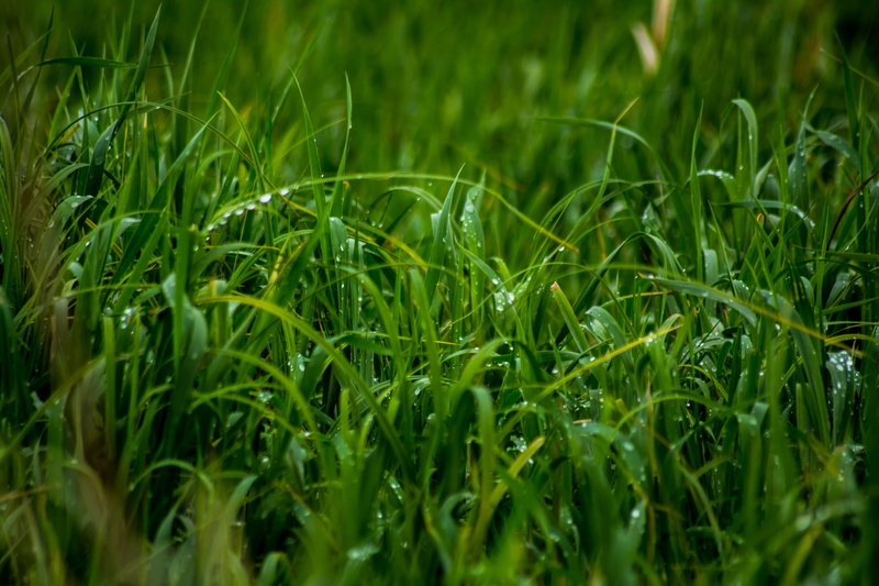 land, growth, tranquility, 2K, landscape, grass, photo, rural scene, water, nature, moisture, close, raining, crop, lush foliage, close-up, food and drink