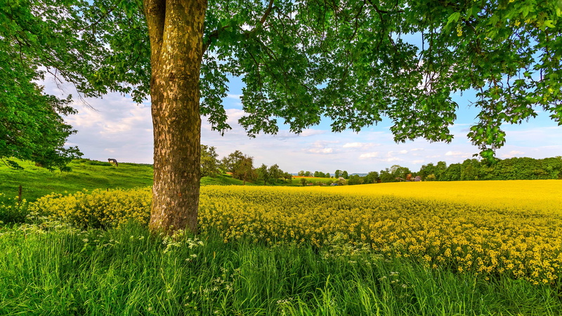 flower, tranquil scene, yellow, scenics - nature, rapeseed, flowering, canola, nature, sky, blooming, springtime, tranquility, green color, rural scene