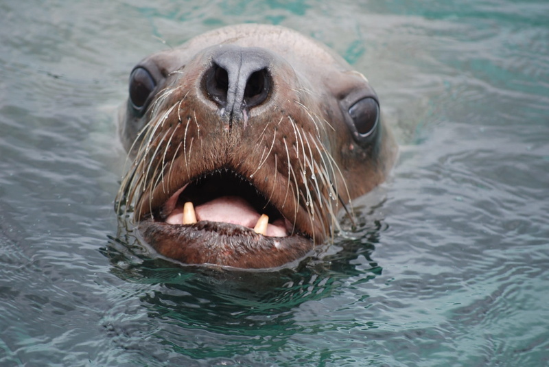 swimming Animal, face, one animal, water, underwater, marine, mammal, close-up, sea Lion, animal mouth, mouth open, animal body part, whiskers, animal themes