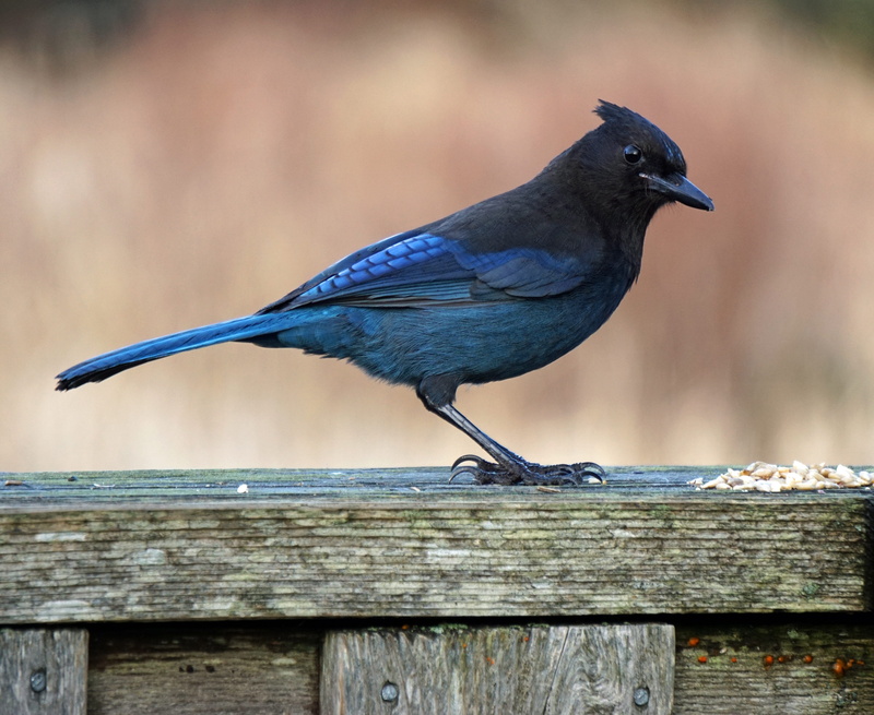 animal wildlife, one animal, wildlife, fence, jay, close-up, no people, stellar bluejay, wood - material, bird, 4K, outdoors, nature, animal, black color
