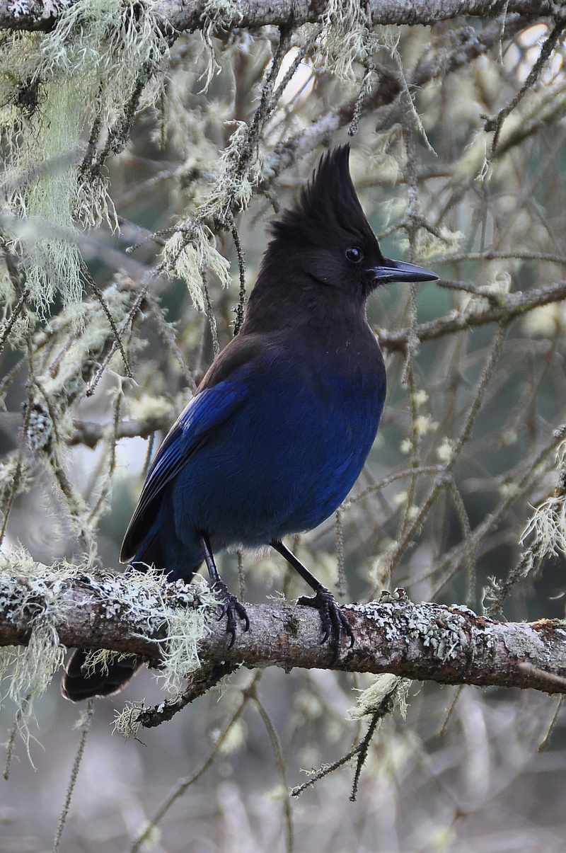 animals in the wild, one animal, 1080P, plant, winter, close-up, bird, focus on foreground, jay, animal wildlife, stellars, nature, vertebrate, no people