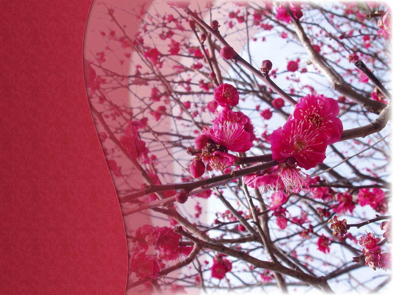 hotnhorny, spring, 3d and abstract, japan, erasmia, lavendergirl54, twinkle-star, 1080P