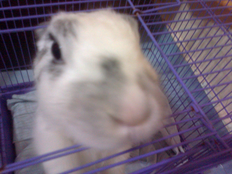 twinkle, animals, honey, arnab, pintar, 1080P, cici, yang, bunny