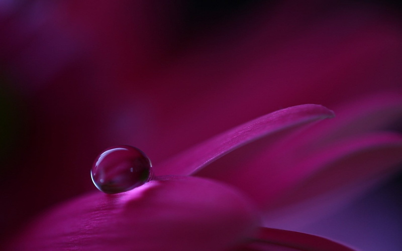 close-up, indoors, drop, red, spoon, nature, holding, people, healthcare and medicine, hand, pink color, purple, glass, healthy eating, science, water drops