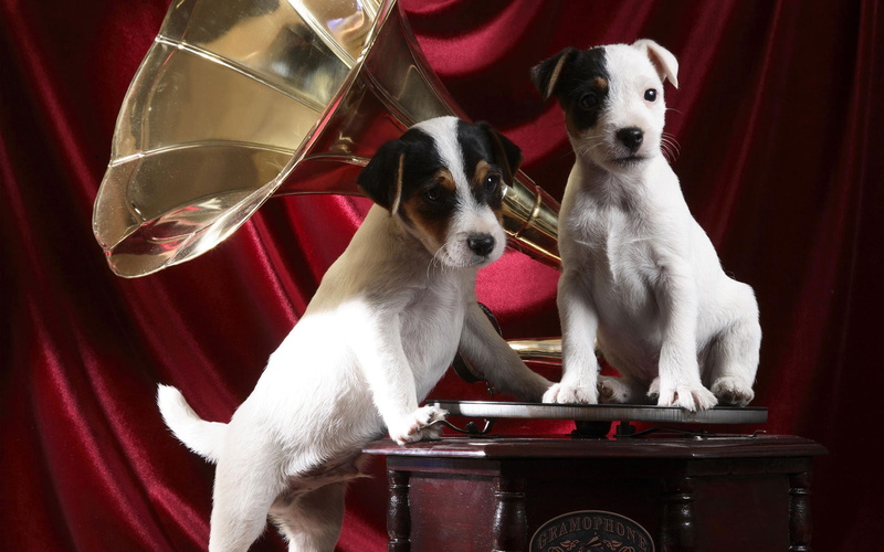 1080P, pups, gramophone