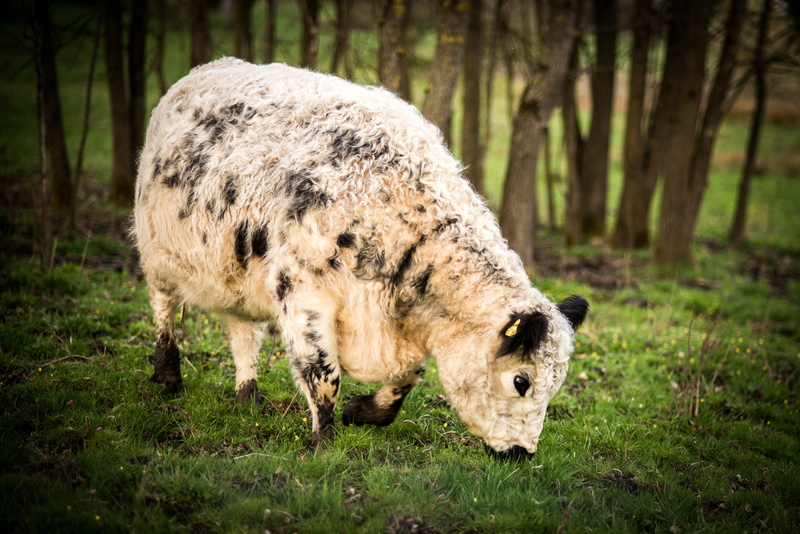 human, lighting, person, pinto, tree, group, hybrid, cute, fog, white, dog, pasture, lane, daytime, livestock, field, vertebrate, cattle, domestic animals