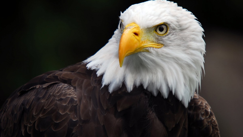 bald, american, hd, mobile, eagle, tablet, desktop, pc, 5K