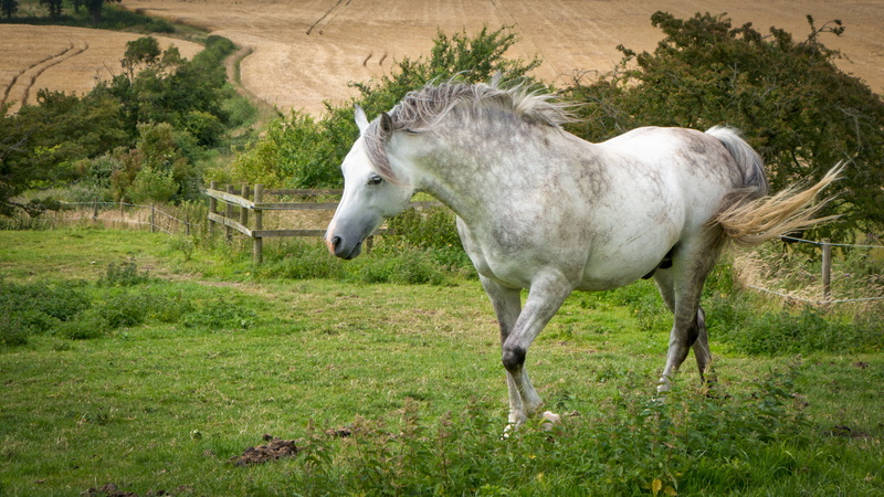 hd, green, 5K, horse, green color, landscape, nature, pets, plant, no people, white, mammal, meadow, land, animal wildlife, summer, animal themes