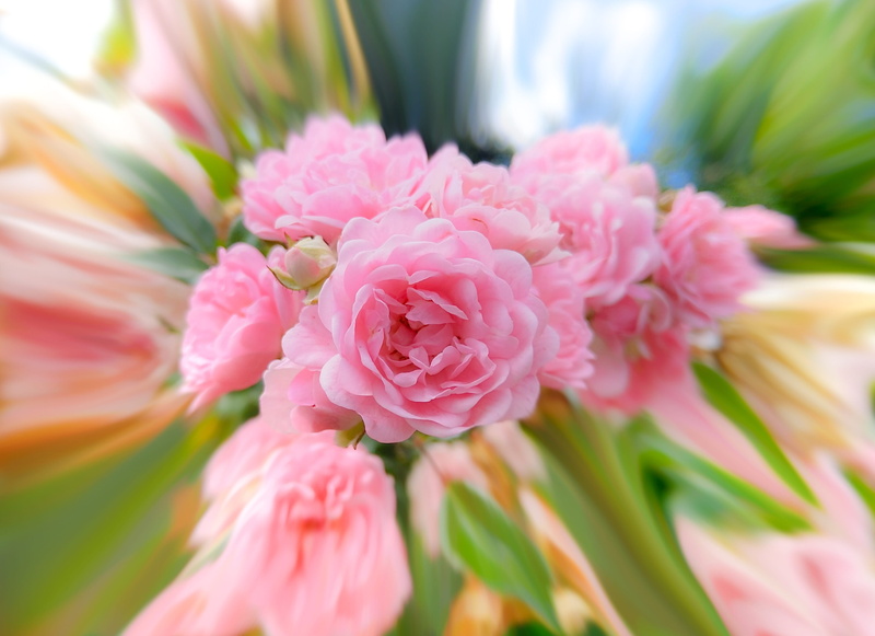 effect, growth, pink, summer, fragility, floral, distortion, no people, love, flowering plant, ornamental garden, petal, romance, peony, bouquet, vulnerability