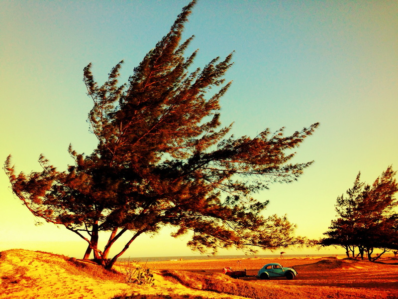 sky, no people, tranquility, volkswagen, nature, field, beetle, car, wind, landscape, warped, foliage, summer, growth, environment, road, 2K, plant, clear sky