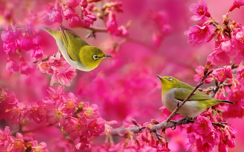 Birds, 1080P, Flowers, Tree, White, Eye, Red