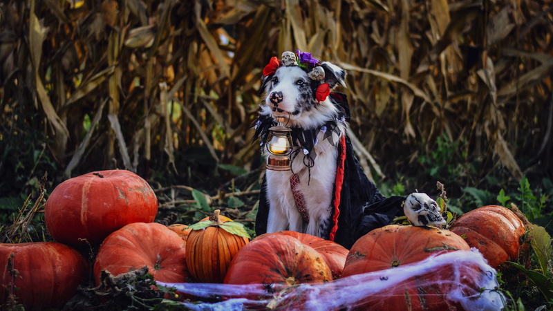 lantern, holiday, Cape, pumpkin, spider, costume, skull, Aussie, autumn, sitting, harvest, web, attributes, leaves, Halloween, cornfield, dog, 4K, Australian shepherd