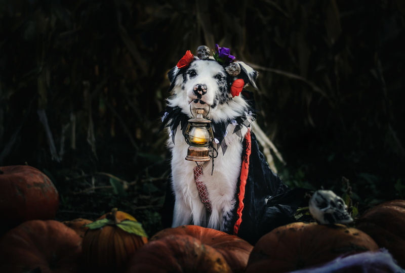 dog, Cape, Aussie, autumn, Australian shepherd, lantern, attributes, harvest, flowers, costume, the dark background, skull, pumpkin, Halloween, holiday